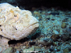 white stonefish by Al Siongco 